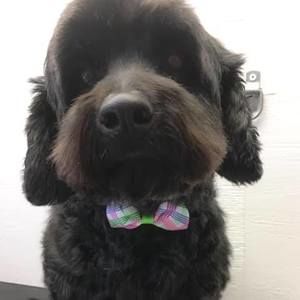 Meet your Posher, Brenda